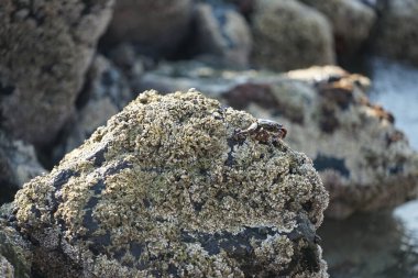 Grapsus tenuicrustatus yengeci Nisan ayında Khor Fakkan Sahili 'nde Umman Körfezi yakınlarındaki kayalara tırmanır. Grapsus tenuicrustatus (İnce kabuklu kaya yengeci, Natal lightfoot crab), başsız kabuklu bir yengeç türüdür. Khor Fakkan, Sharjah, BAE.                           