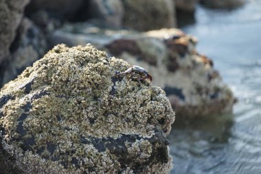 Grapsus tenuicrustatus yengeci Nisan ayında Khor Fakkan Sahili 'nde Umman Körfezi yakınlarındaki kayalara tırmanır. Grapsus tenuicrustatus (İnce kabuklu kaya yengeci, Natal lightfoot crab), başsız kabuklu bir yengeç türüdür. Khor Fakkan, Sharjah, BAE.                           