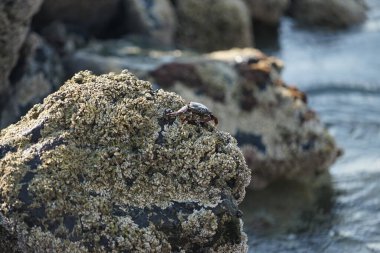 Grapsus tenuicrustatus yengeci Nisan ayında Khor Fakkan Sahili 'nde Umman Körfezi yakınlarındaki kayalara tırmanır. Grapsus tenuicrustatus (İnce kabuklu kaya yengeci, Natal lightfoot crab), başsız kabuklu bir yengeç türüdür. Khor Fakkan, Sharjah, BAE.                           