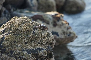 Grapsus tenuicrustatus yengeci Nisan ayında Khor Fakkan Sahili 'nde Umman Körfezi yakınlarındaki kayalara tırmanır. Grapsus tenuicrustatus (İnce kabuklu kaya yengeci, Natal lightfoot crab), başsız kabuklu bir yengeç türüdür. Khor Fakkan, Sharjah, BAE.                           