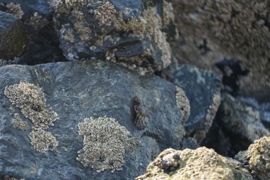 Grapsus tenuicrustatus yengeci Nisan ayında Khor Fakkan Sahili 'nde Umman Körfezi yakınlarındaki kayalara tırmanır. Grapsus tenuicrustatus (İnce kabuklu kaya yengeci, Natal lightfoot crab), başsız kabuklu bir yengeç türüdür. Khor Fakkan, Sharjah, BAE.                           