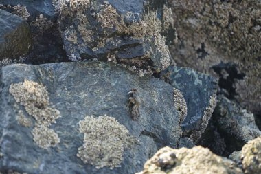 Grapsus tenuicrustatus yengeci Nisan ayında Khor Fakkan Sahili 'nde Umman Körfezi yakınlarındaki kayalara tırmanır. Grapsus tenuicrustatus (İnce kabuklu kaya yengeci, Natal lightfoot crab), başsız kabuklu bir yengeç türüdür. Khor Fakkan, Sharjah, BAE.                           