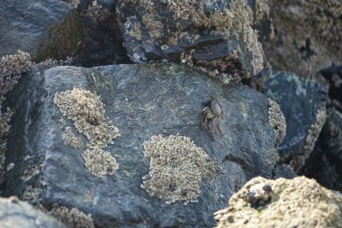 Grapsus tenuicrustatus yengeci Nisan ayında Khor Fakkan Sahili 'nde Umman Körfezi yakınlarındaki kayalara tırmanır. Grapsus tenuicrustatus (İnce kabuklu kaya yengeci, Natal lightfoot crab), başsız kabuklu bir yengeç türüdür. Khor Fakkan, Sharjah, BAE.                           
