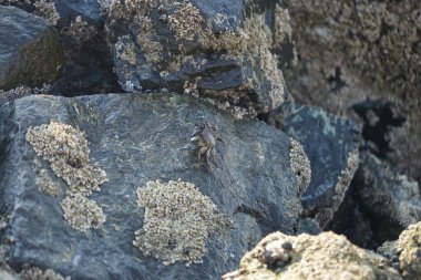 Grapsus tenuicrustatus yengeci Nisan ayında Khor Fakkan Sahili 'nde Umman Körfezi yakınlarındaki kayalara tırmanır. Grapsus tenuicrustatus (İnce kabuklu kaya yengeci, Natal lightfoot crab), başsız kabuklu bir yengeç türüdür. Khor Fakkan, Sharjah, BAE.                           