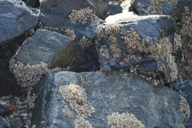Grapsus tenuicrustatus yengeci Nisan ayında Khor Fakkan Sahili 'nde Umman Körfezi yakınlarındaki kayalara tırmanır. Grapsus tenuicrustatus (İnce kabuklu kaya yengeci, Natal lightfoot crab), başsız kabuklu bir yengeç türüdür. Khor Fakkan, Sharjah, BAE.                           