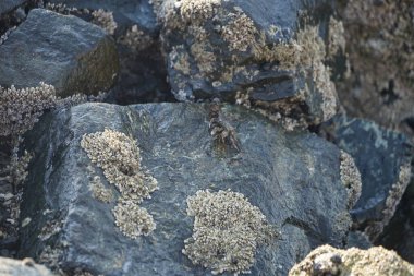 Grapsus tenuicrustatus yengeci Nisan ayında Khor Fakkan Sahili 'nde Umman Körfezi yakınlarındaki kayalara tırmanır. Grapsus tenuicrustatus (İnce kabuklu kaya yengeci, Natal lightfoot crab), başsız kabuklu bir yengeç türüdür. Khor Fakkan, Sharjah, BAE.                           