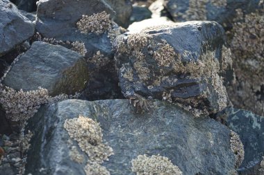 Grapsus tenuicrustatus yengeci Nisan ayında Khor Fakkan Sahili 'nde Umman Körfezi yakınlarındaki kayalara tırmanır. Grapsus tenuicrustatus (İnce kabuklu kaya yengeci, Natal lightfoot crab), başsız kabuklu bir yengeç türüdür. Khor Fakkan, Sharjah, BAE.                           