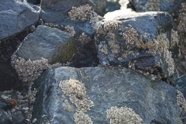 Grapsus tenuicrustatus yengeci Nisan ayında Khor Fakkan Sahili 'nde Umman Körfezi yakınlarındaki kayalara tırmanır. Grapsus tenuicrustatus (İnce kabuklu kaya yengeci, Natal lightfoot crab), başsız kabuklu bir yengeç türüdür. Khor Fakkan, Sharjah, BAE.                           