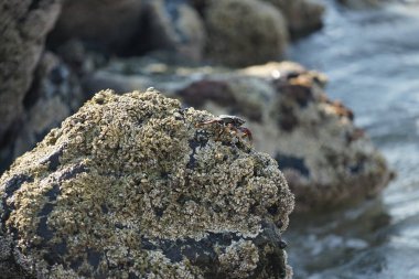 Grapsus tenuicrustatus yengeci Nisan ayında Khor Fakkan Sahili 'nde Umman Körfezi yakınlarındaki kayalara tırmanır. Grapsus tenuicrustatus (İnce kabuklu kaya yengeci, Natal lightfoot crab), başsız kabuklu bir yengeç türüdür. Khor Fakkan, Sharjah, BAE.                           