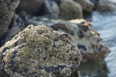Grapsus tenuicrustatus yengeci Nisan ayında Khor Fakkan Sahili 'nde Umman Körfezi yakınlarındaki kayalara tırmanır. Grapsus tenuicrustatus (İnce kabuklu kaya yengeci, Natal lightfoot crab), başsız kabuklu bir yengeç türüdür. Khor Fakkan, Sharjah, BAE.                           