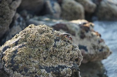 Grapsus tenuicrustatus yengeci Nisan ayında Khor Fakkan Sahili 'nde Umman Körfezi yakınlarındaki kayalara tırmanır. Grapsus tenuicrustatus (İnce kabuklu kaya yengeci, Natal lightfoot crab), başsız kabuklu bir yengeç türüdür. Khor Fakkan, Sharjah, BAE.                           