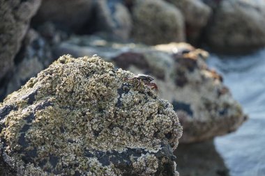 Grapsus tenuicrustatus yengeci Nisan ayında Khor Fakkan Sahili 'nde Umman Körfezi yakınlarındaki kayalara tırmanır. Grapsus tenuicrustatus (İnce kabuklu kaya yengeci, Natal lightfoot crab), başsız kabuklu bir yengeç türüdür. Khor Fakkan, Sharjah, BAE.                           