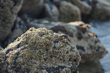 Grapsus tenuicrustatus yengeci Nisan ayında Khor Fakkan Sahili 'nde Umman Körfezi yakınlarındaki kayalara tırmanır. Grapsus tenuicrustatus (İnce kabuklu kaya yengeci, Natal lightfoot crab), başsız kabuklu bir yengeç türüdür. Khor Fakkan, Sharjah, BAE.                           