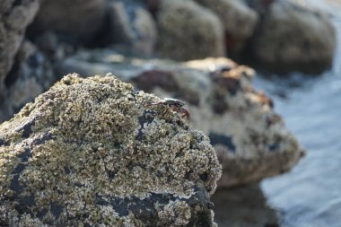 Grapsus tenuicrustatus yengeci Nisan ayında Khor Fakkan Sahili 'nde Umman Körfezi yakınlarındaki kayalara tırmanır. Grapsus tenuicrustatus (İnce kabuklu kaya yengeci, Natal lightfoot crab), başsız kabuklu bir yengeç türüdür. Khor Fakkan, Sharjah, BAE.                           