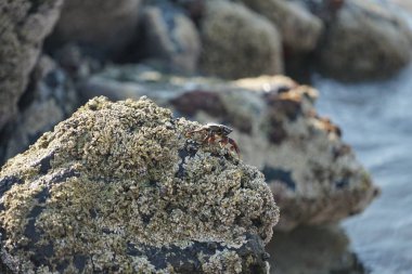 Grapsus tenuicrustatus yengeci Nisan ayında Khor Fakkan Sahili 'nde Umman Körfezi yakınlarındaki kayalara tırmanır. Grapsus tenuicrustatus (İnce kabuklu kaya yengeci, Natal lightfoot crab), başsız kabuklu bir yengeç türüdür. Khor Fakkan, Sharjah, BAE.                           