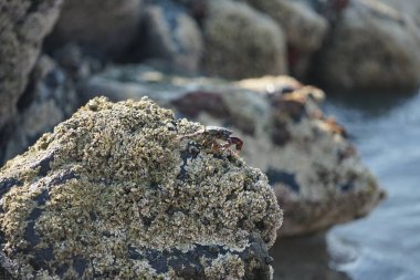 Grapsus tenuicrustatus yengeci Nisan ayında Khor Fakkan Sahili 'nde Umman Körfezi yakınlarındaki kayalara tırmanır. Grapsus tenuicrustatus (İnce kabuklu kaya yengeci, Natal lightfoot crab), başsız kabuklu bir yengeç türüdür. Khor Fakkan, Sharjah, BAE.                           