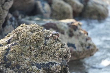 Grapsus tenuicrustatus yengeci Nisan ayında Khor Fakkan Sahili 'nde Umman Körfezi yakınlarındaki kayalara tırmanır. Grapsus tenuicrustatus (İnce kabuklu kaya yengeci, Natal lightfoot crab), başsız kabuklu bir yengeç türüdür. Khor Fakkan, Sharjah, BAE.                           