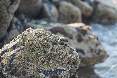 Grapsus tenuicrustatus yengeci Nisan ayında Khor Fakkan Sahili 'nde Umman Körfezi yakınlarındaki kayalara tırmanır. Grapsus tenuicrustatus (İnce kabuklu kaya yengeci, Natal lightfoot crab), başsız kabuklu bir yengeç türüdür. Khor Fakkan, Sharjah, BAE.                           
