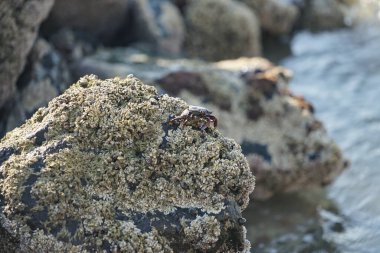 Grapsus tenuicrustatus yengeci Nisan ayında Khor Fakkan Sahili 'nde Umman Körfezi yakınlarındaki kayalara tırmanır. Grapsus tenuicrustatus (İnce kabuklu kaya yengeci, Natal lightfoot crab), başsız kabuklu bir yengeç türüdür. Khor Fakkan, Sharjah, BAE.                           