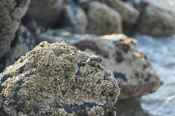 Grapsus tenuicrustatus yengeci Nisan ayında Khor Fakkan Sahili 'nde Umman Körfezi yakınlarındaki kayalara tırmanır. Grapsus tenuicrustatus (İnce kabuklu kaya yengeci, Natal lightfoot crab), başsız kabuklu bir yengeç türüdür. Khor Fakkan, Sharjah, BAE.                           