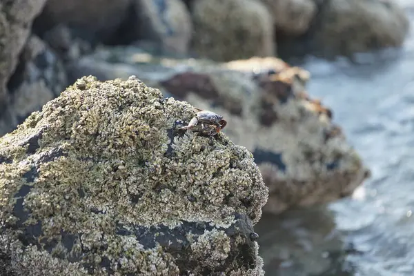 Grapsus tenuicrustatus yengeci Nisan ayında Khor Fakkan Sahili 'nde Umman Körfezi yakınlarındaki kayalara tırmanır. Grapsus tenuicrustatus (İnce kabuklu kaya yengeci, Natal lightfoot crab), başsız kabuklu bir yengeç türüdür. Khor Fakkan, Sharjah, BAE.                           