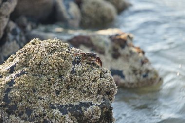 Grapsus tenuicrustatus yengeci Nisan ayında Khor Fakkan Sahili 'nde Umman Körfezi yakınlarındaki kayalara tırmanır. Grapsus tenuicrustatus (İnce kabuklu kaya yengeci, Natal lightfoot crab), başsız kabuklu bir yengeç türüdür. Khor Fakkan, Sharjah, BAE.                           