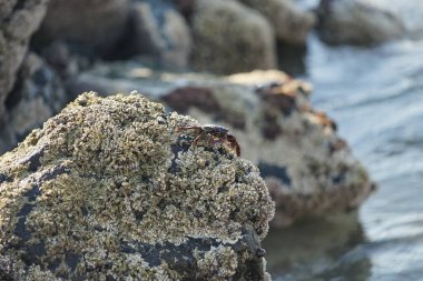 Grapsus tenuicrustatus yengeci Nisan ayında Khor Fakkan Sahili 'nde Umman Körfezi yakınlarındaki kayalara tırmanır. Grapsus tenuicrustatus (İnce kabuklu kaya yengeci, Natal lightfoot crab), başsız kabuklu bir yengeç türüdür. Khor Fakkan, Sharjah, BAE.                           