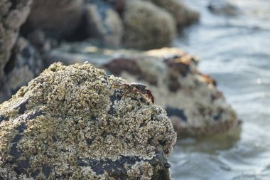 Grapsus tenuicrustatus yengeci Nisan ayında Khor Fakkan Sahili 'nde Umman Körfezi yakınlarındaki kayalara tırmanır. Grapsus tenuicrustatus (İnce kabuklu kaya yengeci, Natal lightfoot crab), başsız kabuklu bir yengeç türüdür. Khor Fakkan, Sharjah, BAE.                           