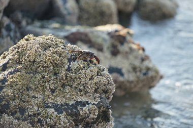 Grapsus tenuicrustatus yengeci Nisan ayında Khor Fakkan Sahili 'nde Umman Körfezi yakınlarındaki kayalara tırmanır. Grapsus tenuicrustatus (İnce kabuklu kaya yengeci, Natal lightfoot crab), başsız kabuklu bir yengeç türüdür. Khor Fakkan, Sharjah, BAE.                           