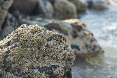 Grapsus tenuicrustatus yengeci Nisan ayında Khor Fakkan Sahili 'nde Umman Körfezi yakınlarındaki kayalara tırmanır. Grapsus tenuicrustatus (İnce kabuklu kaya yengeci, Natal lightfoot crab), başsız kabuklu bir yengeç türüdür. Khor Fakkan, Sharjah, BAE.                           