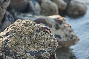 Grapsus tenuicrustatus yengeci Nisan ayında Khor Fakkan Sahili 'nde Umman Körfezi yakınlarındaki kayalara tırmanır. Grapsus tenuicrustatus (İnce kabuklu kaya yengeci, Natal lightfoot crab), başsız kabuklu bir yengeç türüdür. Khor Fakkan, Sharjah, BAE.                           