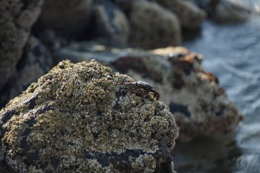 Grapsus tenuicrustatus yengeci Nisan ayında Khor Fakkan Sahili 'nde Umman Körfezi yakınlarındaki kayalara tırmanır. Grapsus tenuicrustatus (İnce kabuklu kaya yengeci, Natal lightfoot crab), başsız kabuklu bir yengeç türüdür. Khor Fakkan, Sharjah, BAE.                           