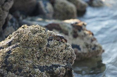 Grapsus tenuicrustatus yengeci Nisan ayında Khor Fakkan Sahili 'nde Umman Körfezi yakınlarındaki kayalara tırmanır. Grapsus tenuicrustatus (İnce kabuklu kaya yengeci, Natal lightfoot crab), başsız kabuklu bir yengeç türüdür. Khor Fakkan, Sharjah, BAE.                           
