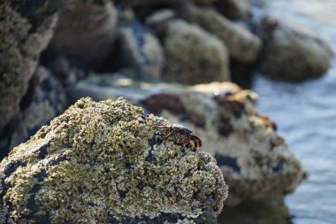 Grapsus tenuicrustatus yengeci Nisan ayında Khor Fakkan Sahili 'nde Umman Körfezi yakınlarındaki kayalara tırmanır. Grapsus tenuicrustatus (İnce kabuklu kaya yengeci, Natal lightfoot crab), başsız kabuklu bir yengeç türüdür. Khor Fakkan, Sharjah, BAE.                           