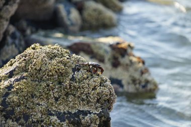 Grapsus tenuicrustatus yengeci Nisan ayında Khor Fakkan Sahili 'nde Umman Körfezi yakınlarındaki kayalara tırmanır. Grapsus tenuicrustatus (İnce kabuklu kaya yengeci, Natal lightfoot crab), başsız kabuklu bir yengeç türüdür. Khor Fakkan, Sharjah, BAE.                           