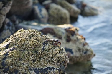 Grapsus tenuicrustatus yengeci Nisan ayında Khor Fakkan Sahili 'nde Umman Körfezi yakınlarındaki kayalara tırmanır. Grapsus tenuicrustatus (İnce kabuklu kaya yengeci, Natal lightfoot crab), başsız kabuklu bir yengeç türüdür. Khor Fakkan, Sharjah, BAE.                           