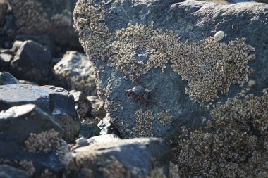 Grapsus tenuicrustatus yengeci Nisan ayında Khor Fakkan Sahili 'nde Umman Körfezi yakınlarındaki kayalara tırmanır. Grapsus tenuicrustatus (İnce kabuklu kaya yengeci, Natal lightfoot crab), başsız kabuklu bir yengeç türüdür. Khor Fakkan, Sharjah, BAE.                           