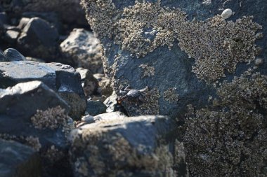 Grapsus tenuicrustatus yengeci Nisan ayında Khor Fakkan Sahili 'nde Umman Körfezi yakınlarındaki kayalara tırmanır. Grapsus tenuicrustatus (İnce kabuklu kaya yengeci, Natal lightfoot crab), başsız kabuklu bir yengeç türüdür. Khor Fakkan, Sharjah, BAE.                           