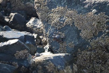 Grapsus tenuicrustatus yengeci Nisan ayında Khor Fakkan Sahili 'nde Umman Körfezi yakınlarındaki kayalara tırmanır. Grapsus tenuicrustatus (İnce kabuklu kaya yengeci, Natal lightfoot crab), başsız kabuklu bir yengeç türüdür. Khor Fakkan, Sharjah, BAE.                           