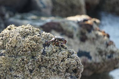 Grapsus tenuicrustatus yengeci Nisan ayında Khor Fakkan Sahili 'nde Umman Körfezi yakınlarındaki kayalara tırmanır. Grapsus tenuicrustatus (İnce kabuklu kaya yengeci, Natal lightfoot crab), başsız kabuklu bir yengeç türüdür. Khor Fakkan, Sharjah, BAE.                           