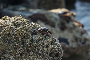 Grapsus tenuicrustatus yengeci Nisan ayında Khor Fakkan Sahili 'nde Umman Körfezi yakınlarındaki kayalara tırmanır. Grapsus tenuicrustatus (İnce kabuklu kaya yengeci, Natal lightfoot crab), başsız kabuklu bir yengeç türüdür. Khor Fakkan, Sharjah, BAE.                           
