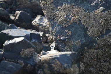 Grapsus tenuicrustatus yengeci Nisan ayında Khor Fakkan Sahili 'nde Umman Körfezi yakınlarındaki kayalara tırmanır. Grapsus tenuicrustatus (İnce kabuklu kaya yengeci, Natal lightfoot crab), başsız kabuklu bir yengeç türüdür. Khor Fakkan, Sharjah, BAE.                           