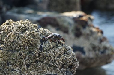 Grapsus tenuicrustatus yengeci Nisan ayında Khor Fakkan Sahili 'nde Umman Körfezi yakınlarındaki kayalara tırmanır. Grapsus tenuicrustatus (İnce kabuklu kaya yengeci, Natal lightfoot crab), başsız kabuklu bir yengeç türüdür. Khor Fakkan, Sharjah, BAE.                           