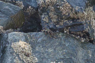 Grapsus tenuicrustatus yengeci Nisan ayında Khor Fakkan Sahili 'nde Umman Körfezi yakınlarındaki kayalara tırmanır. Grapsus tenuicrustatus (İnce kabuklu kaya yengeci, Natal lightfoot crab), başsız kabuklu bir yengeç türüdür. Khor Fakkan, Sharjah, BAE.                           