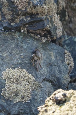 Grapsus tenuicrustatus yengeci Nisan ayında Khor Fakkan Sahili 'nde Umman Körfezi yakınlarındaki kayalara tırmanır. Grapsus tenuicrustatus (İnce kabuklu kaya yengeci, Natal lightfoot crab), başsız kabuklu bir yengeç türüdür. Khor Fakkan, Sharjah, BAE.                           