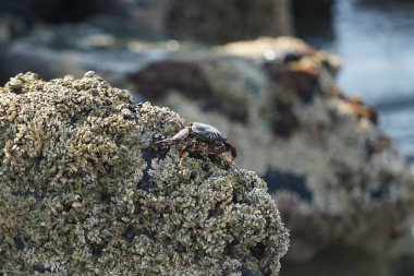 Grapsus tenuicrustatus yengeci Nisan ayında Khor Fakkan Sahili 'nde Umman Körfezi yakınlarındaki kayalara tırmanır. Grapsus tenuicrustatus (İnce kabuklu kaya yengeci, Natal lightfoot crab), başsız kabuklu bir yengeç türüdür. Khor Fakkan, Sharjah, BAE.                           
