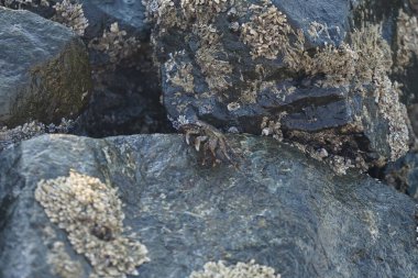 Grapsus tenuicrustatus yengeci Nisan ayında Khor Fakkan Sahili 'nde Umman Körfezi yakınlarındaki kayalara tırmanır. Grapsus tenuicrustatus (İnce kabuklu kaya yengeci, Natal lightfoot crab), başsız kabuklu bir yengeç türüdür. Khor Fakkan, Sharjah, BAE.                           