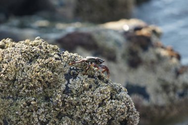 Grapsus tenuicrustatus yengeci Nisan ayında Khor Fakkan Sahili 'nde Umman Körfezi yakınlarındaki kayalara tırmanır. Grapsus tenuicrustatus (İnce kabuklu kaya yengeci, Natal lightfoot crab), başsız kabuklu bir yengeç türüdür. Khor Fakkan, Sharjah, BAE.                           