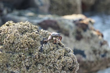 Grapsus tenuicrustatus yengeci Nisan ayında Khor Fakkan Sahili 'nde Umman Körfezi yakınlarındaki kayalara tırmanır. Grapsus tenuicrustatus (İnce kabuklu kaya yengeci, Natal lightfoot crab), başsız kabuklu bir yengeç türüdür. Khor Fakkan, Sharjah, BAE.                           