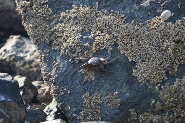 Grapsus tenuicrustatus yengeci Nisan ayında Khor Fakkan Sahili 'nde Umman Körfezi yakınlarındaki kayalara tırmanır. Grapsus tenuicrustatus (İnce kabuklu kaya yengeci, Natal lightfoot crab), başsız kabuklu bir yengeç türüdür. Khor Fakkan, Sharjah, BAE.                           